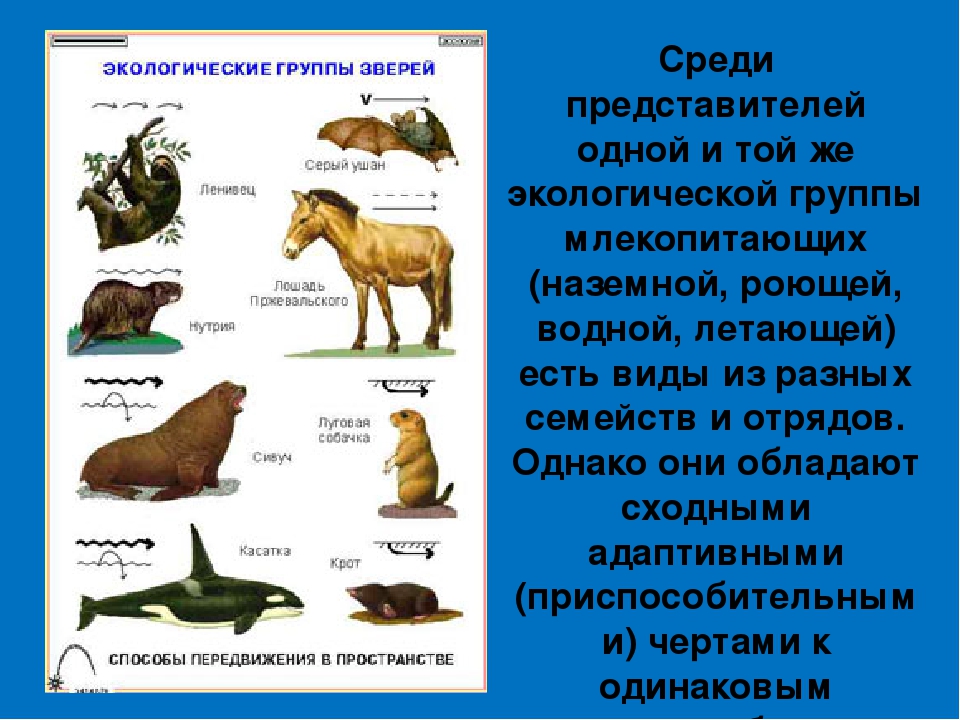 Приведите примеры животных каждой группы. Группы млекопитающих. Экологические группы млекопитающих. Экологические группы мле. Млекопитающие представители.