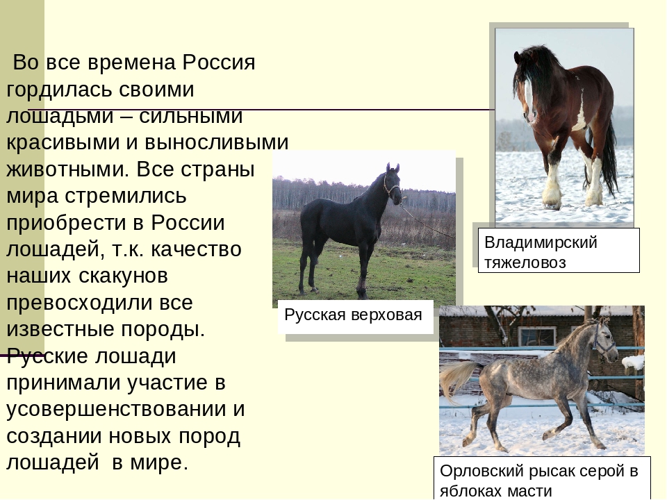 Какова порода. Информация о породах лошадей. Коневодство породы. Коневодство в России. Породы коневодства в России.