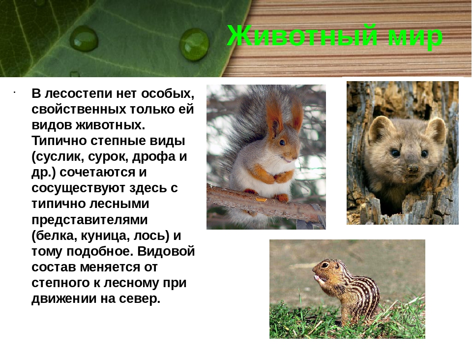 Какие животные обитают в лесостепях и степях. Животный и растительный мир лесостепи и степи в России. Животные лесостепи и степи в Евразии.