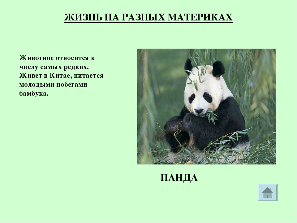 Где живет панда на каком. На каком материке Панда. Панда обитает в Евразии. На каком материке обитает Панда. Где живет Панда материк.