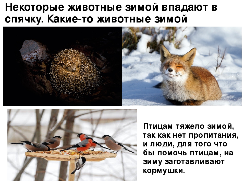 Зимняя спячка является явлением живой природы. Зимующие звери. Животные в спячке зимой. Животные впадающие в спячку. Животны екотрые зимой впадают в спячку.