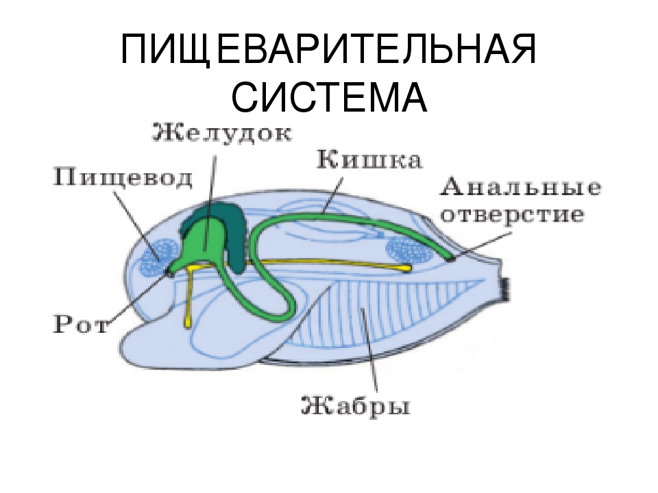 Пищеварительная система моллюсков