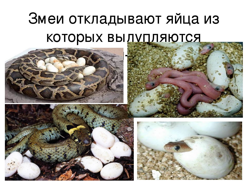 Для пресмыкающихся характерны размножение на суше. Змеи вылупляются из яиц. Как змею откладывают яйца.