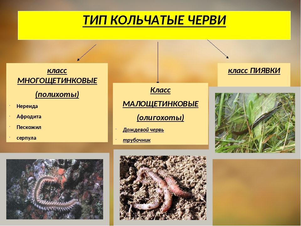 Особенности класса червей. Строение кольчатые черви классификация типа. Биология 8 класс кольчатые черви виды черви. Классы типа кольчатых червей. Характеристика типа кольчатые черви 7 класс.