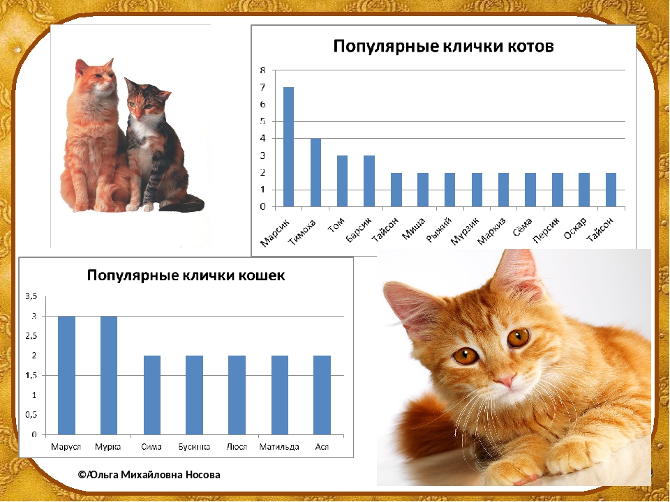 Давай придумаем имя для кота. Имена для кошек. Популярные клички для котов. Красивые имена для котов мальчиков. Популярные клички для кошек.