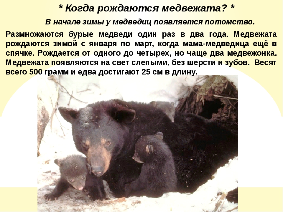Сколько живут медведи в неволе. У медведицы рождаются медвежата. Когда рождаются медвежата. Когда когда рождаются медвежата.