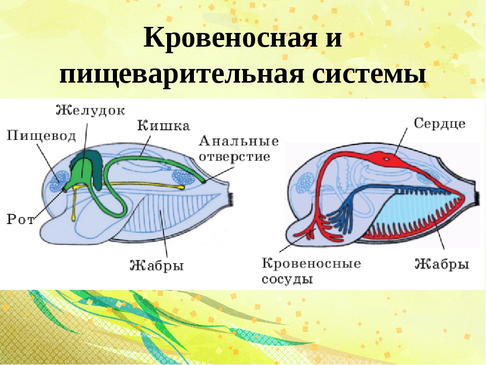 Дыхательная система моллюсков. Пищеварительная система двустворчатых беззубки. Класс двустворчатые моллюски дыхательная система. Строение пищеварительной системы двустворчатых моллюсков. Внутреннее строение дыхательной системы двустворчатых моллюсков.