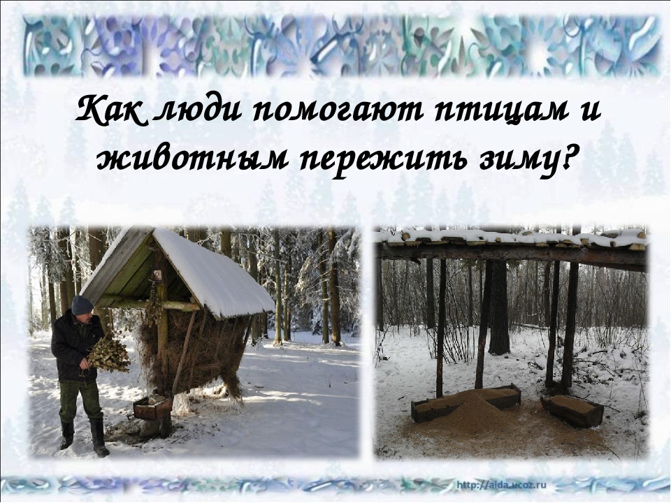 Стенгазета как помочь животным в зимнее время. Как помочь животным зимой. Помогайте животным зимой. Как люди помогают животным пережить зиму. Как люди помогают животным зимой.