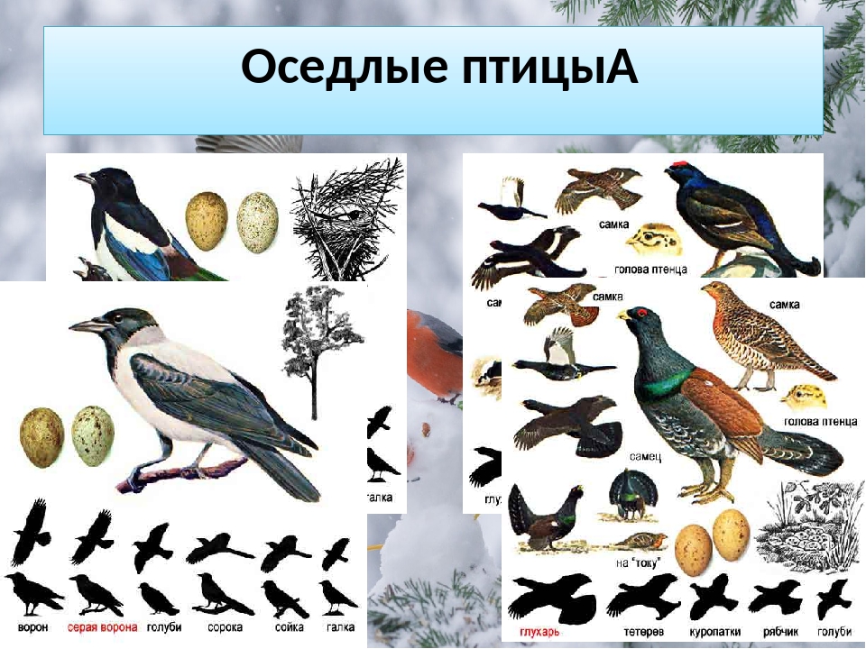 Птицы примеры. Оседлые зимующие птицы. Оседлые зимующие и перелетные птицы. Классификация птиц оседлые перелетные. Перелетные и оседлые птицы средней полосы России.