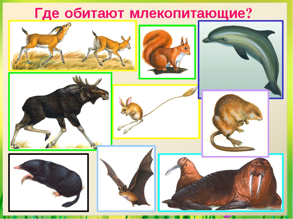 Группы млекопитающих 7. Млекопитающие представители. Разнообразие млекопитающих. Представители типа млекопитающие. Млекопитающие для детей.