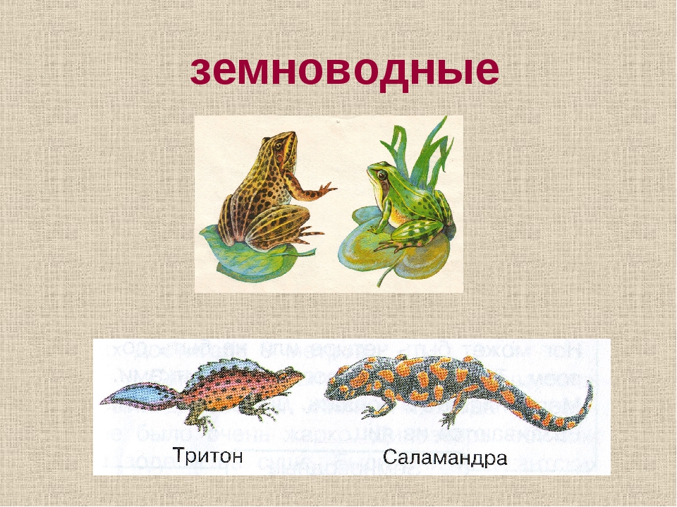 Пресмыкающиеся подготовительной группе. Пресмыкающиеся и земноводные для детей. Класс земноводные. Земноводные картинки с названиями. Класс земноводные амфибии.