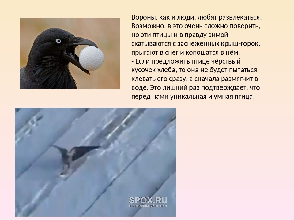 Можно ли назвать ворон умными птицами. Интересное о воронах. Интересные факты о воронах. Интересное о вороне. Ворона интересные факты.