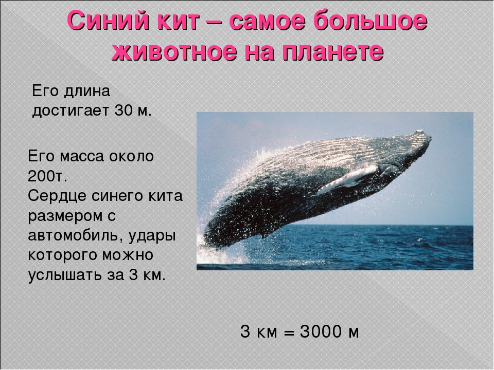 Сколько весит большой синий кит. Максимальная длина синего кита. Синий кит (длина 33 м).