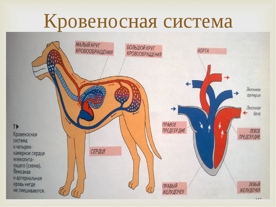 Какое кровообращение у млекопитающих. Кровеносная система. Кровеносная система млекопитающих. Кровеносносная система. Кровеносная система млекоп.