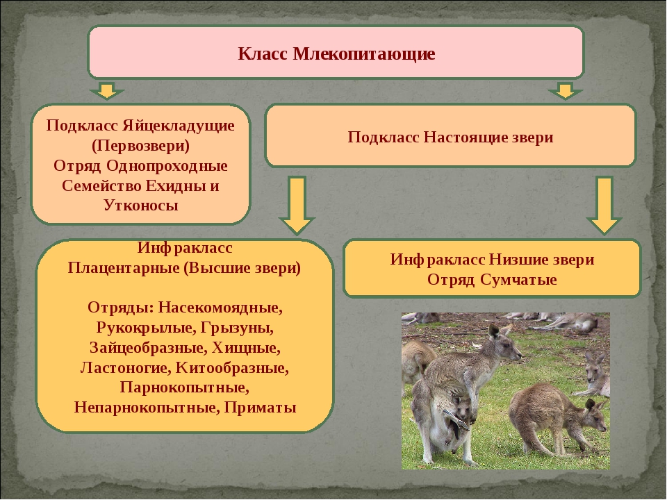 Заполните схему класс млекопитающие