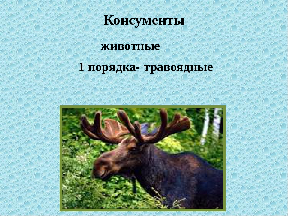 Лось какой консумент. Животные консументы. Травоядные животные. Трупоядные животные консументы. Травоядные животные консументы.