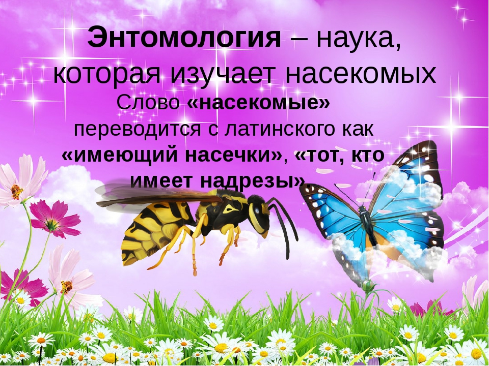 Изучение насекомых. Энтомология наука о насекомых. Энтомология это наука. • Энтомология (изучает насекомых). Что изучает энтомолог.