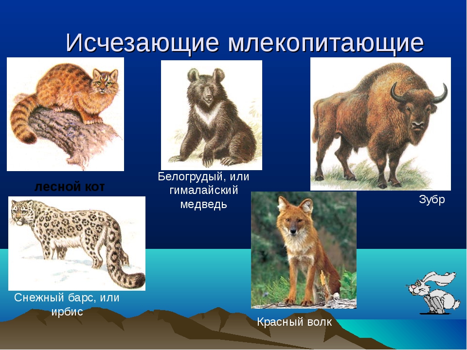Млекопитающие животные это. Млекопитающие примеры. Млекопитающие животные список. Примеры млекопитающих животных. Название млекопитающих зверей.