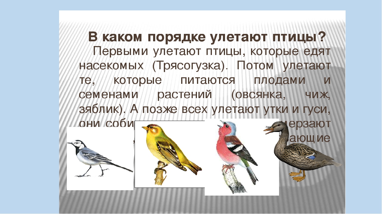 Данные по птицам. Какие птицы улетают на Юг первыми. Перелетные птицы в теплых краях. Какие птицы улетают в теплые. Первые птицы улетающие на Юг.