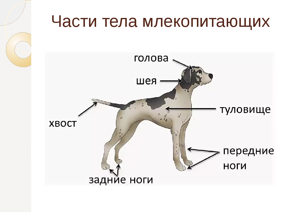 На какие отделы можно разделить тело собаки
