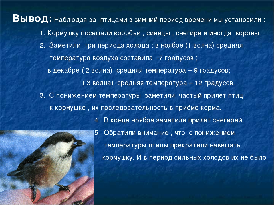 Рассказ наблюдение за птицами. Поведение зимующих птиц. Наблюдаем за птицами зимой. Что меняется в поведении птиц зимой.