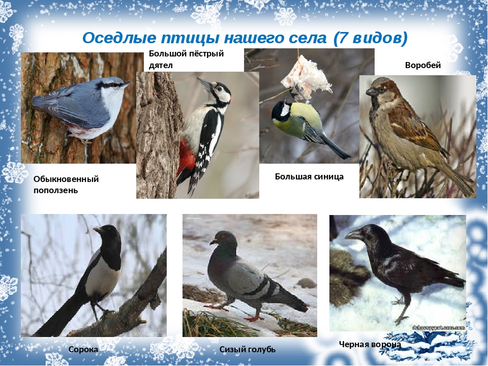 Оседлые это какие. Оседлые птицы Алтайского края. Оседлые птицы Урала. Оседлые зимующие птицы. Седая птица.