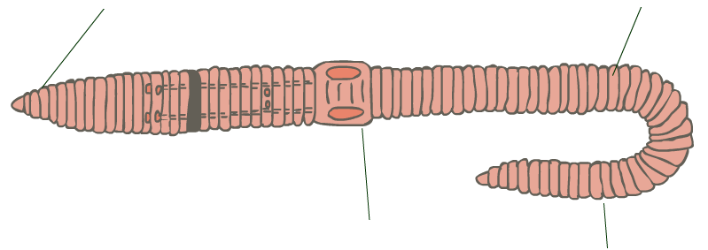 Кольчатый червь рисунок