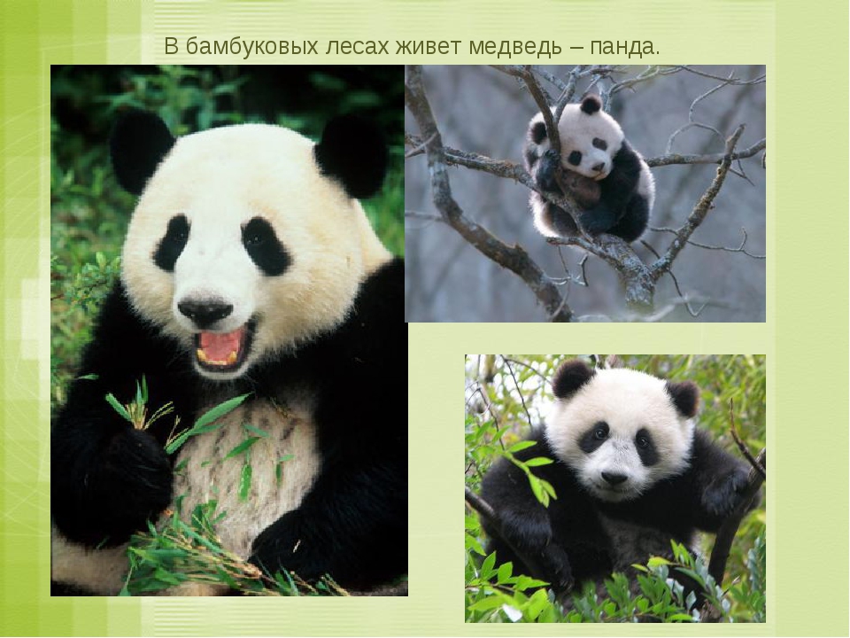 Где живет панда на каком. На каком материке Панда. Родина панды материк. Панда в бамбуковом лесу. Панды живут в Евразии.
