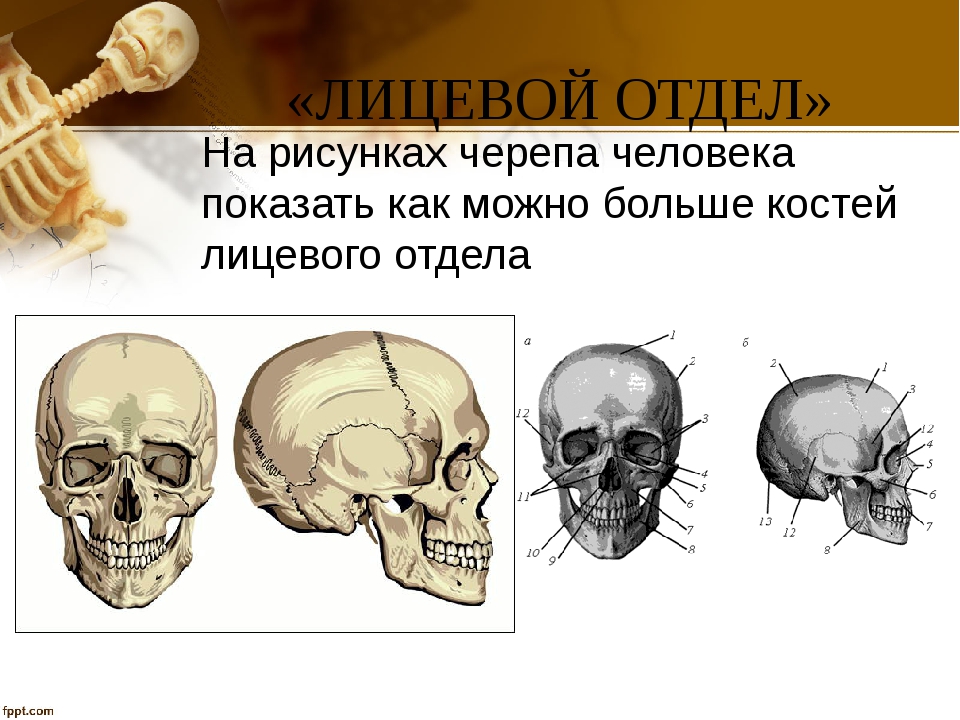 Лицевой отдел черепа особенности. Кости лицевого отдела черепа человека. Лицевой отдел. Строение лицевых костей человека. Парными костями черепа являются.