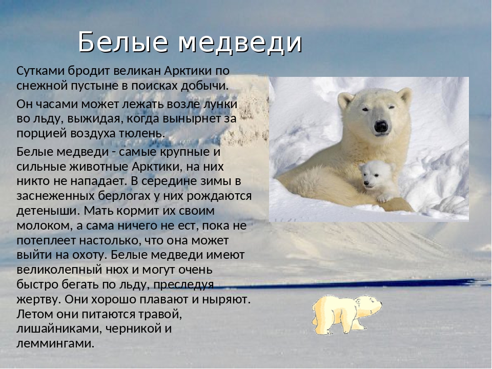 Белые медведи результаты. Сведения о белом медведе. Сообщение о белом медведе. Рассказ о белом медведе. Доклад про белого медведя.