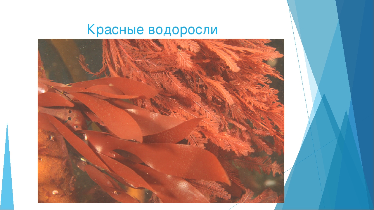 Красной водорослью является. Красные водоросли порфира. Красные водоросли Баренцева моря. Бурые водоросли порфира. Красной водоросли ламинария рода порфира.