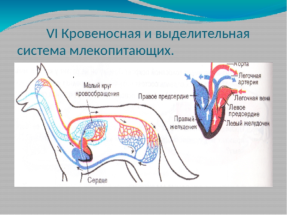 Нервная система млекопитающих схема цепочка