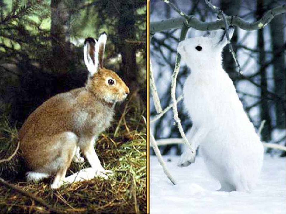Изменение окраски зайца беляка. Заяц Беляк зимой и летом. Заяц Русак и заяц Беляк весной. Заяц Русак зимой и летом. Заяц Русак меняет окраску зимой.