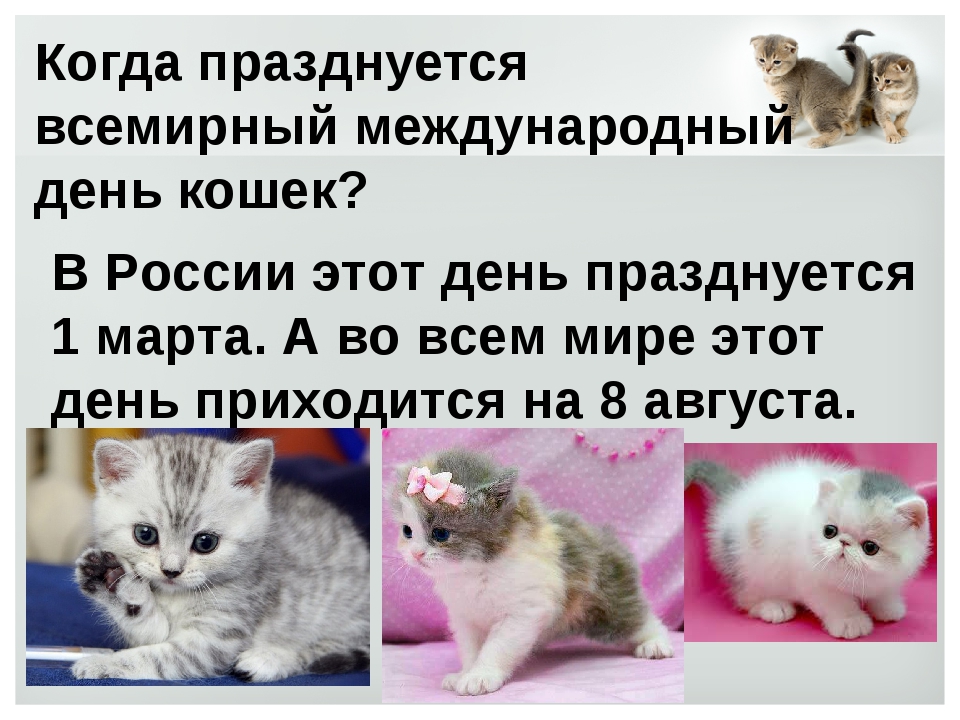 День кошек февраль. День кошек Всемирный день. Отмечается день кошек. Международный день кошек в России. Международный день кошек 8 августа.