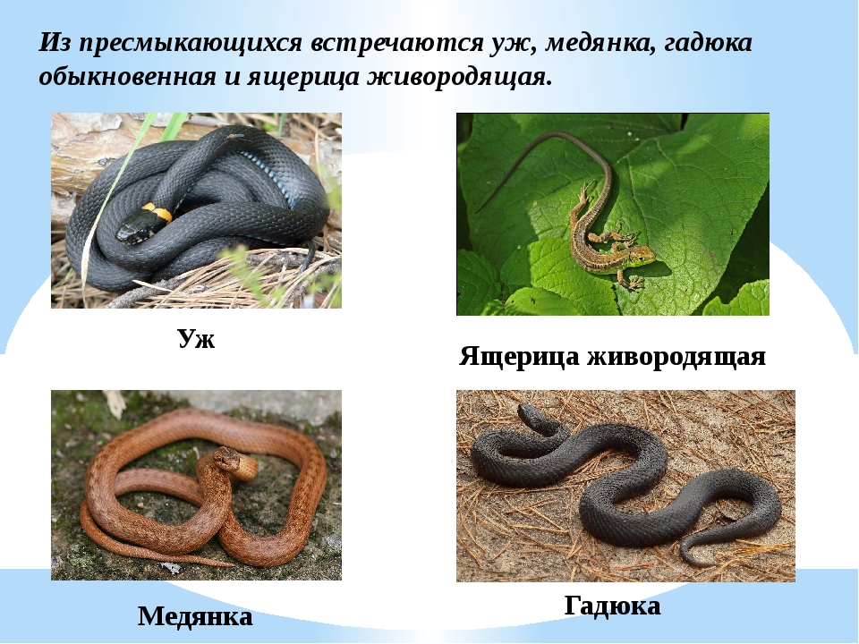 Медянка как выглядит змея фото и описание