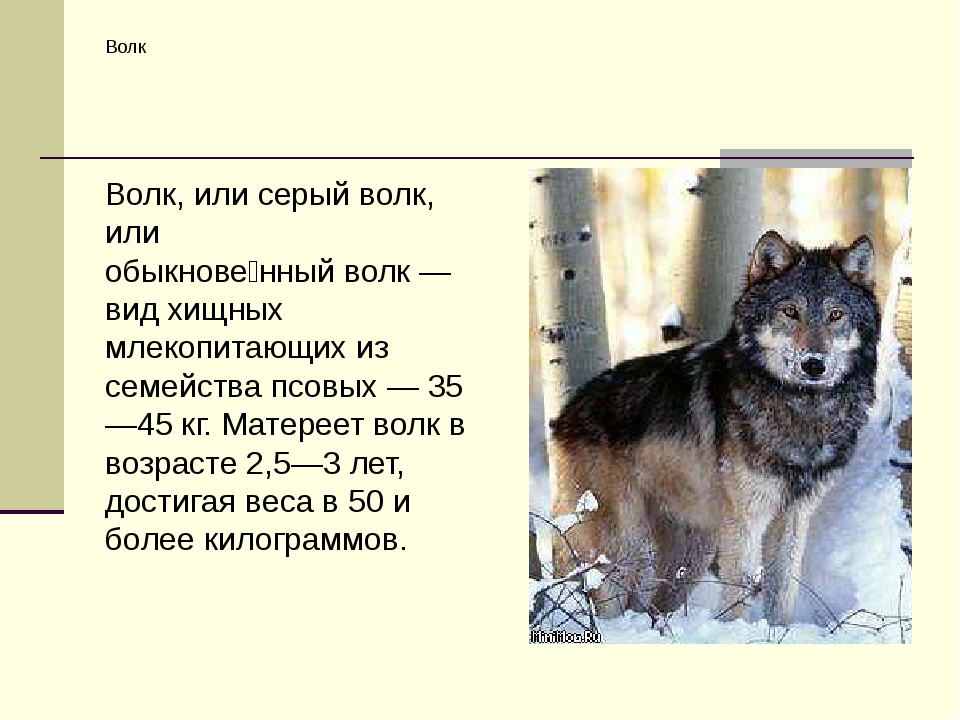 Описание картины серый волк. Классификация серого волка. Классификация волк Степной. Виды рода волк. Волк классификация биологическая.