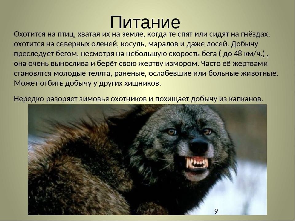 Росомаха в какой природной зоне обитает