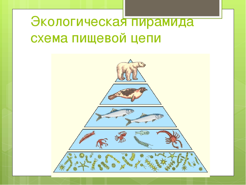 Экологические пирамиды презентация