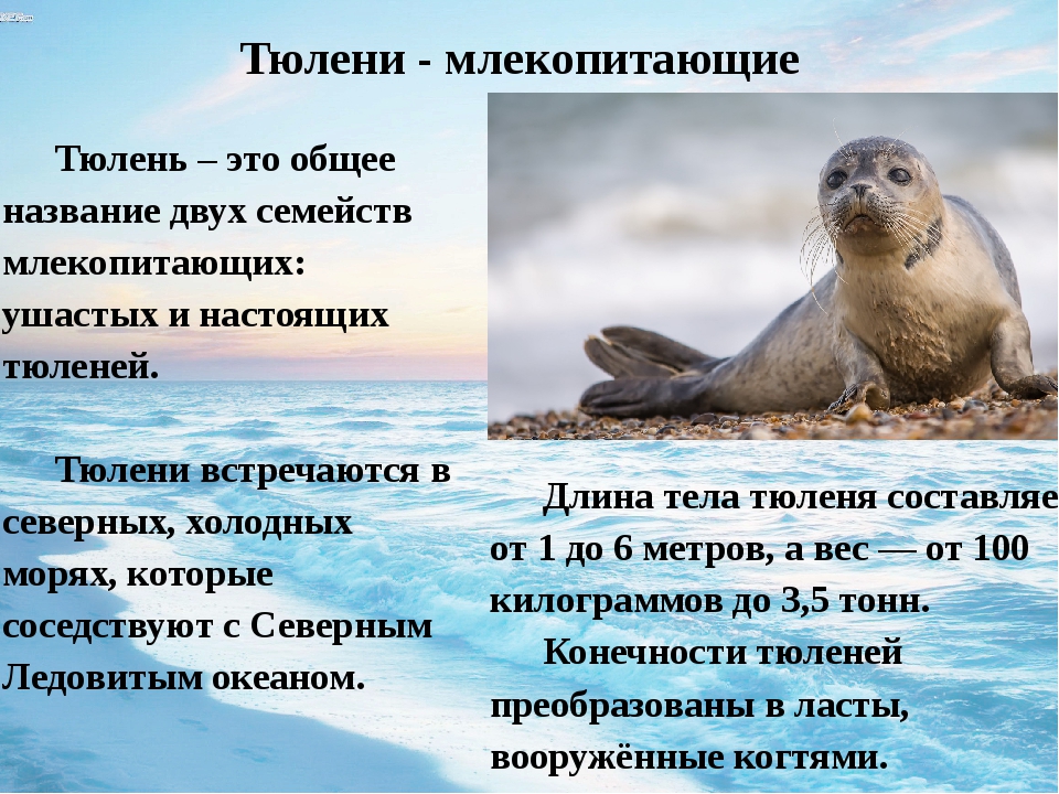 Длинномордый тюлень красная книга. Тюлень описание. Морской котик кратко. Интересные факты о тюленях.