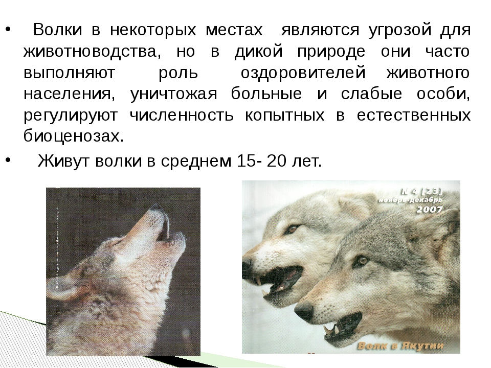 Факты о волках. Информация о волке. Доклад про волка. Доклад про Волков. Информация про волка