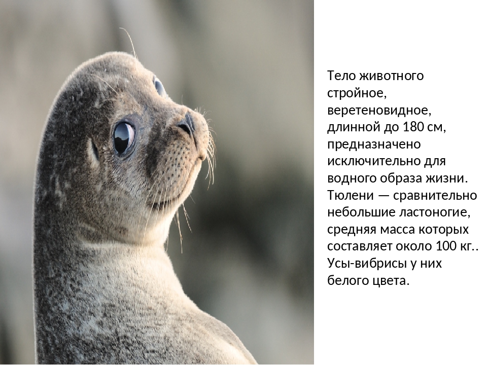 Сравните образ жизни тюленя и кита. Интересные факты о тюленях. Балтийский тюлень. Сивуч интересные факты. Тюлень самое интересное.