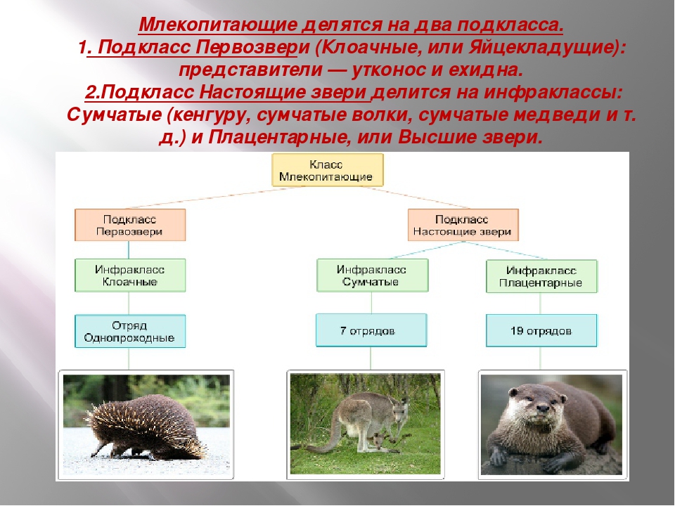 Высшие звери характеристика. Подкласс Первозвери. Многообразие млекопитающих. Класс млекопитающие представители. Класс млекопитающие подклассы.