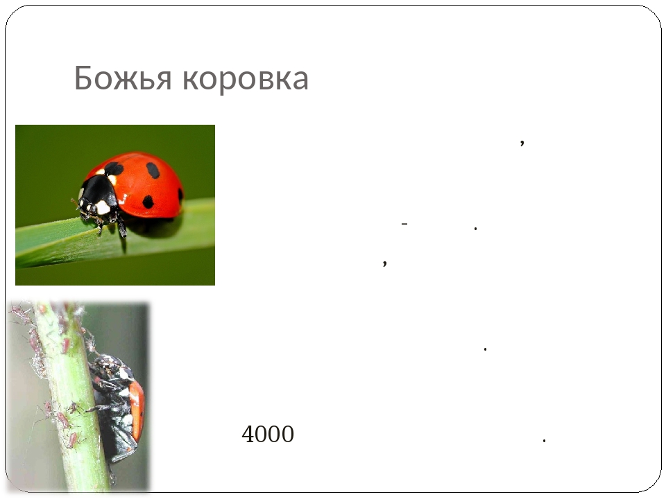 Насекомые санитары. Проект насекомые санитары садов и огородов. Проект на тему насекомые санитары садов и огородов. Человек Божья коровка. Насекомые санитары садов и огородов проект 7 класс.