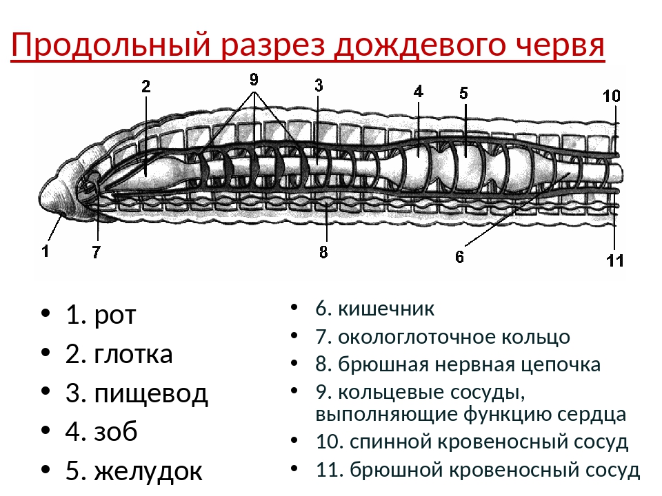 Тело дождевого червя имеет. Схемы систем органов кольчатых червей. Пищеварительная система кольчатых червей 7 класс биология. Схема классы кольчатых червей. Кольчатые черви строение в разрезе.