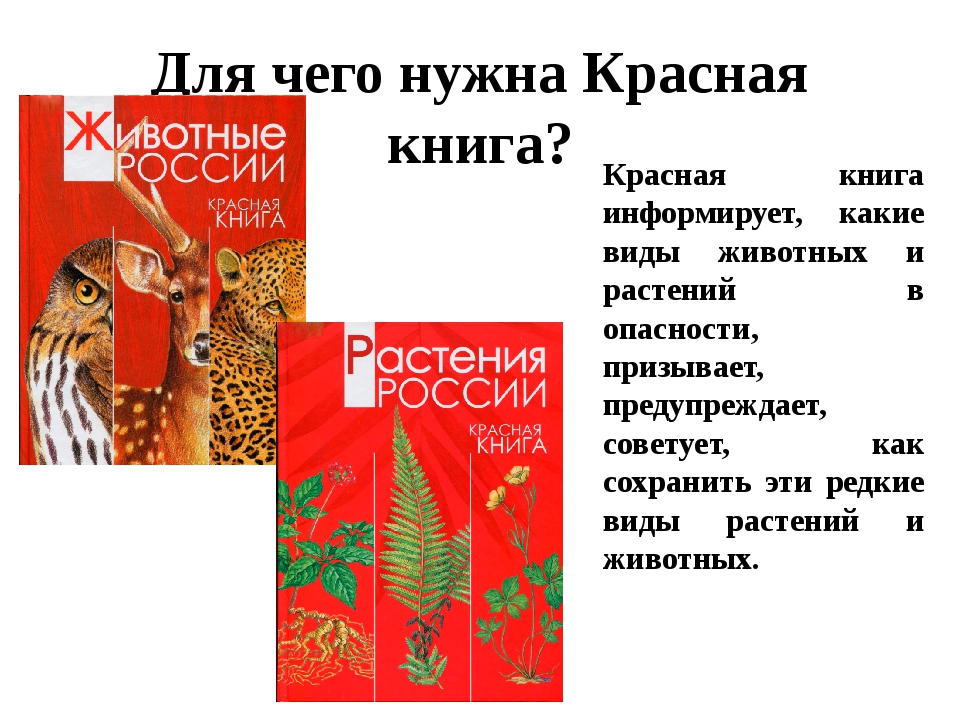 Про красную книгу. Красная книга России. История создания красной книги. Красная книга России книга. Красная книга России для детей.