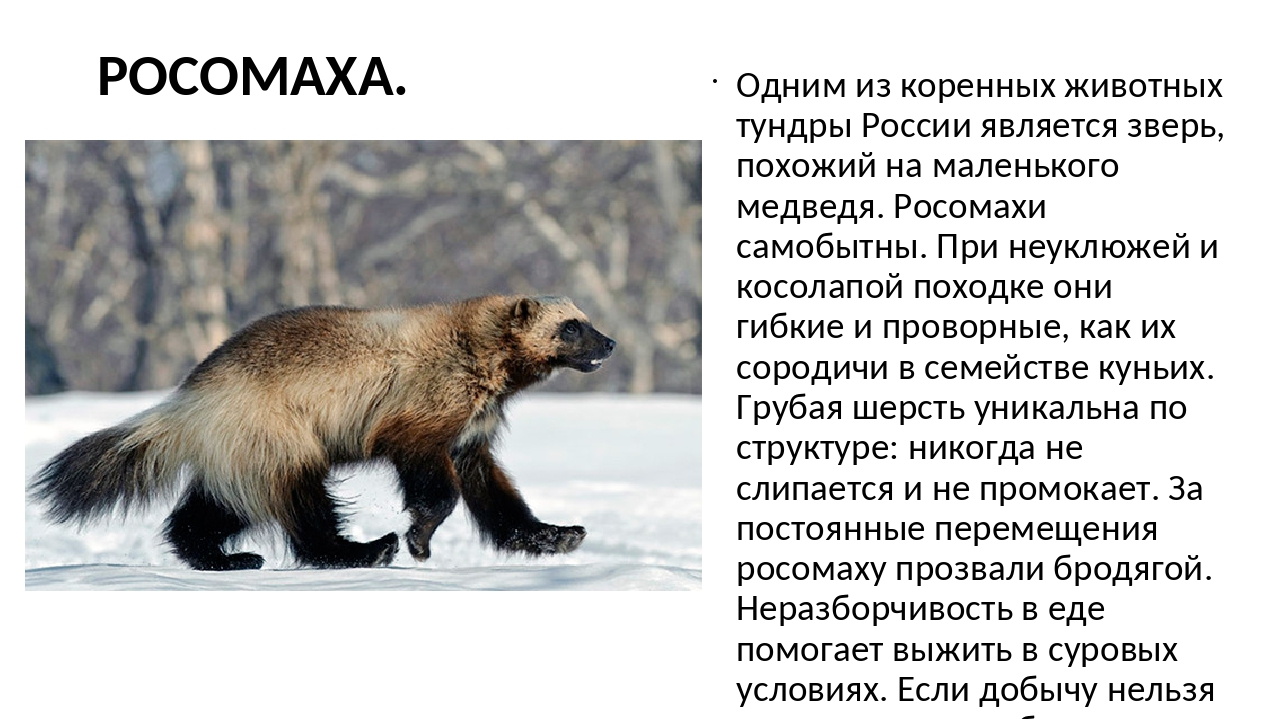 Ареал обитания росомахи. Росомаха в тундре. Росомаха краткое описание. Росомаха доклад. Сообщение о Росомахе.