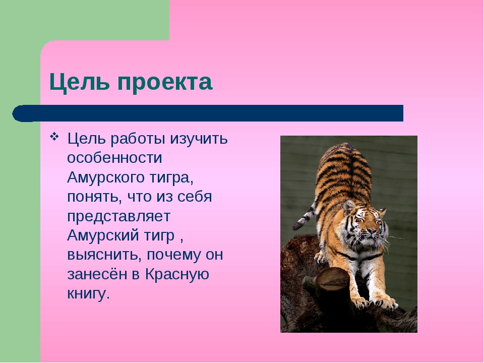 Амурский тигр красная книга 2 класс. Амурский тигр цель тигра. Амурский тигр проект. Проект про Амурского тигра. Цель проекта Амурский тигр.