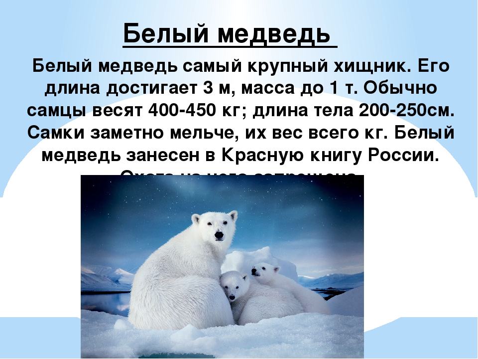 Арктические пустыни сообщение 4 класс. Белый медведь самый крупный хищник его длина достигает. Животные арктических пустынь белый медведь сообщение. Изложение белый медведь. Зона арктических пустынь сообщение о белом медведе.