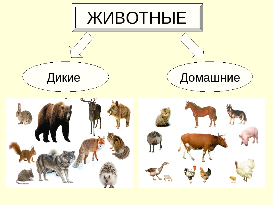 Дикие домашние животные рабочая тетрадь 2 класс. Дикие и домашние животные. Звери Дикие и домашние. Домашниежиаотные и Дикие див. Изображения диких и домашних животных.