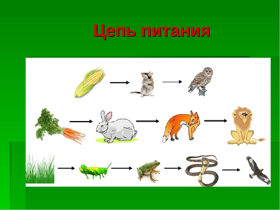 Составить цепь питания леса 5 класс. 4 Цепочки питания животных. Цепи питания 5 кл биология. Цепочка питания животных в лесу 4. Пищевая цепочка леса 4 класс окружающий мир.